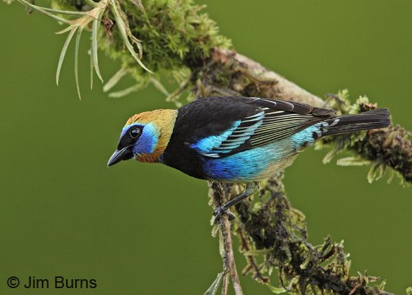 Golden-hooded tanager Costa Rica Goldenhooded Tanager