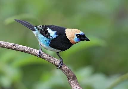 Golden-hooded tanager Goldenhooded Tanager Tangara larvata Photo