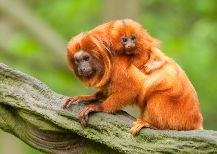 Golden lion tamarin Golden Lion Tamarin Facts History Useful Information and Amazing