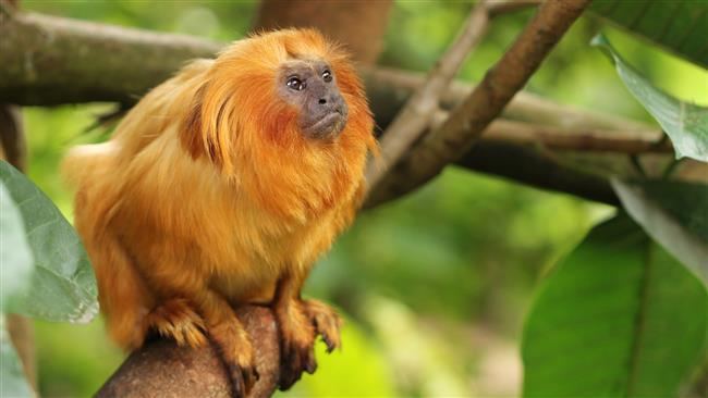 Golden lion tamarin PressTVBrazil saving endangered Tamarin monkeys