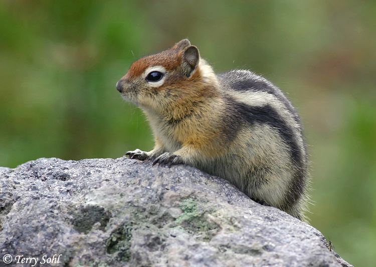 Golden-mantled ground squirrel httpssdakotabirdscomnonbirdsphotosgoldenm