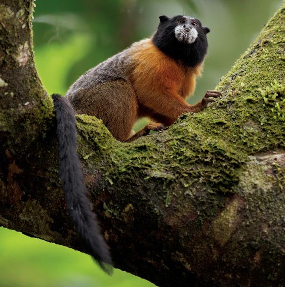 Golden-mantled tamarin Yasun National Park Photo Gallery Pictures More From National