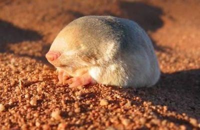 Golden mole Golden Mole Facts History Useful Information and Amazing Pictures