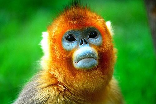 Golden monkey Golden monkey Flickr