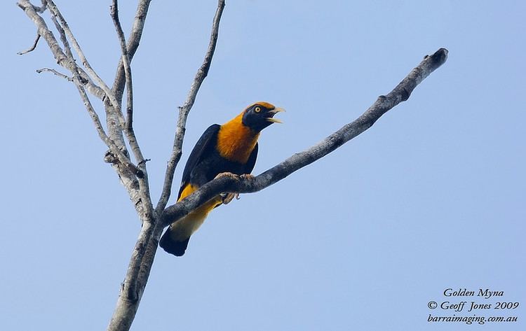 Golden myna Golden Myna Mino anais Barraimaging