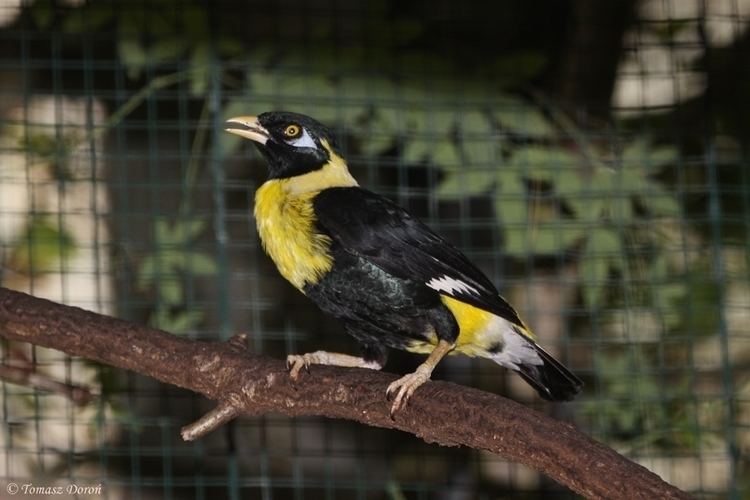 Golden myna Golden Myna Mino anais anais July 2010 ZooChat