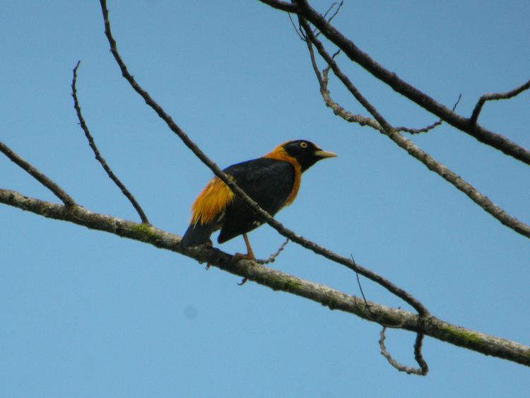 Golden myna httpsuploadwikimediaorgwikipediacommons55