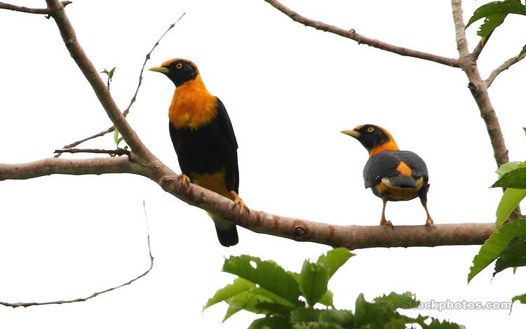 Golden myna Golden Myna pair in tree Papua New Guinea by Markus Lilje1aJPG