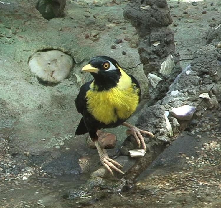 Golden myna Golden Myna Mino anais videos photos and sound recordings the