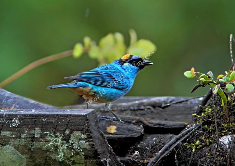 Golden-naped tanager ruficervix Goldennaped Tanager8442 c Greg and Yvonne Dean