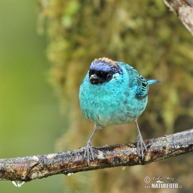 Golden-naped tanager Goldennaped Tanager Pictures Goldennaped Tanager Images NaturePhoto
