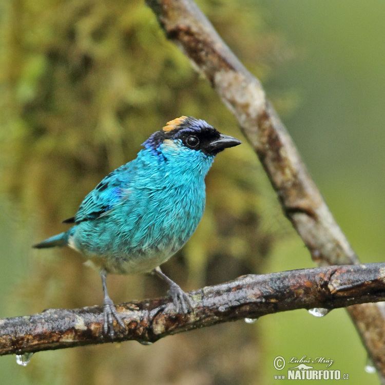 Golden-naped tanager Goldennaped Tanager Pictures Goldennaped Tanager Images NaturePhoto