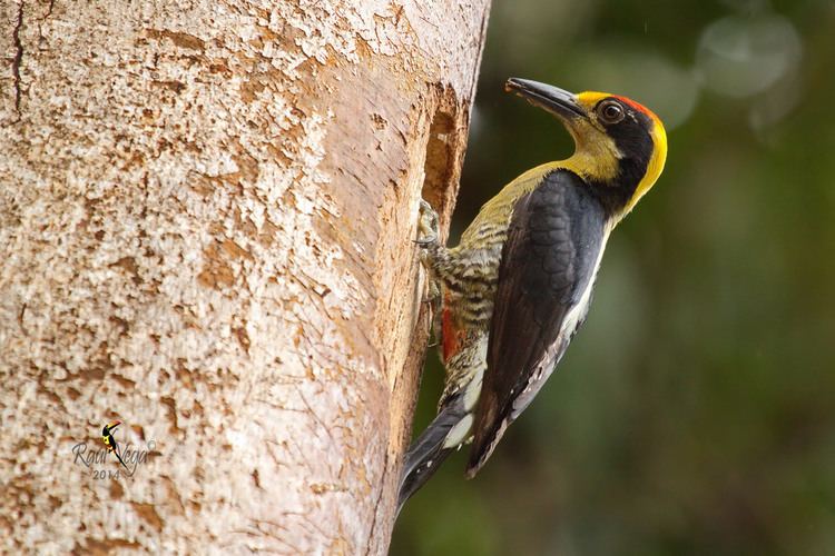 Golden-naped woodpecker Carpintero Nuquidorado Goldennaped Woodpecker Melane Flickr