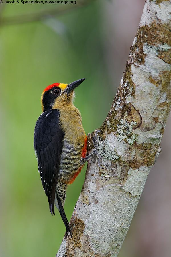 Golden-naped woodpecker Goldennaped Woodpecker 2
