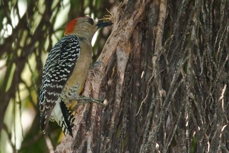 Golden-naped woodpecker Goldennaped Woodpecker Philip39s Blog