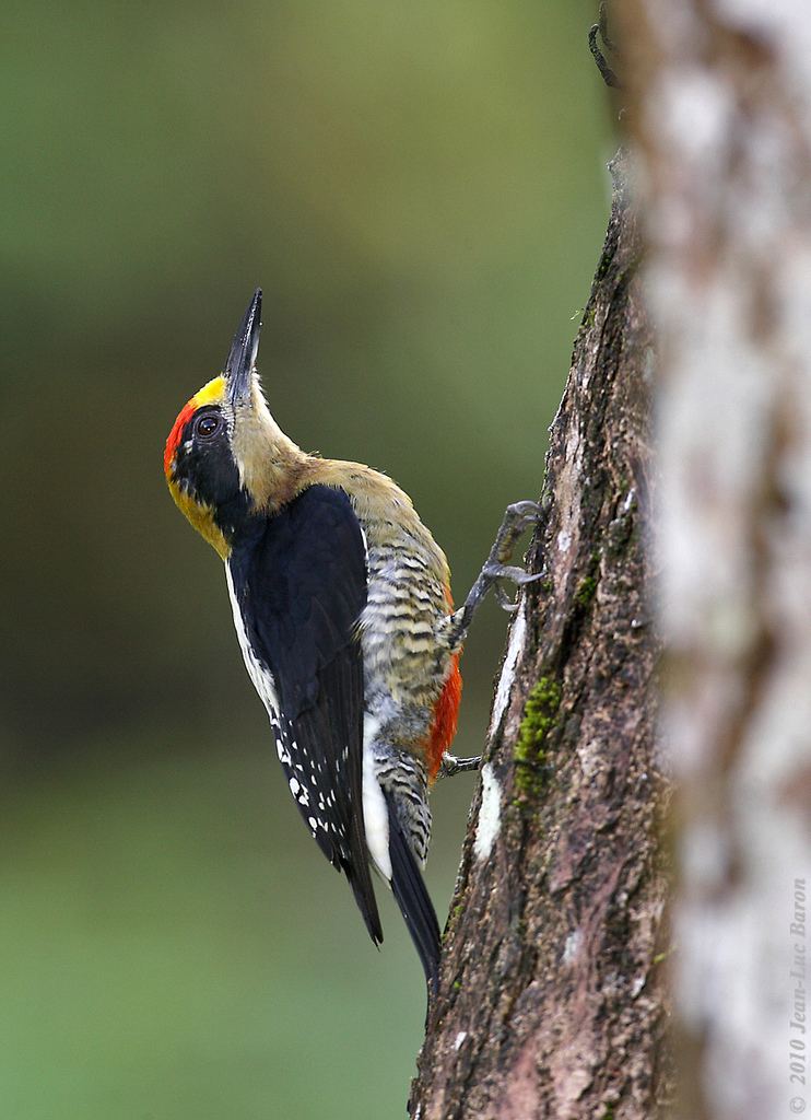 Golden-naped woodpecker Goldennaped Woodpecker Melanerpes chrysauchen Costa Ric Flickr