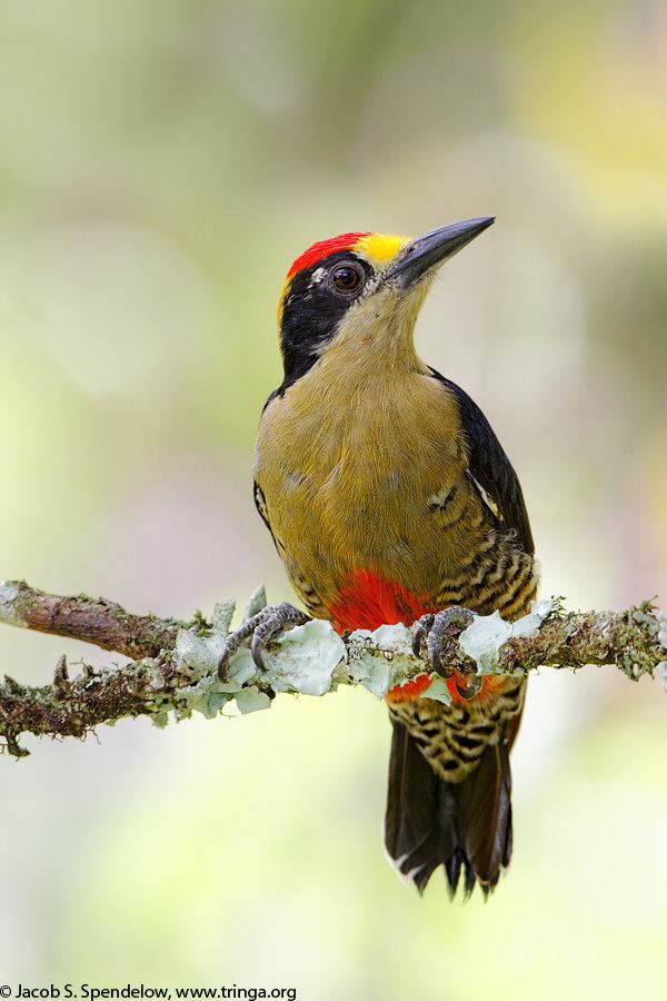 Golden-naped woodpecker Goldennaped Woodpecker 1