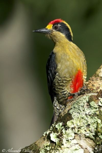 Golden-naped woodpecker Melanerpes chrysauchen Goldennaped Woodpecker JuzaPhoto