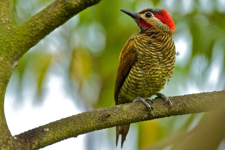 Golden-olive woodpecker Woodpeckers PeterHudsonphotos