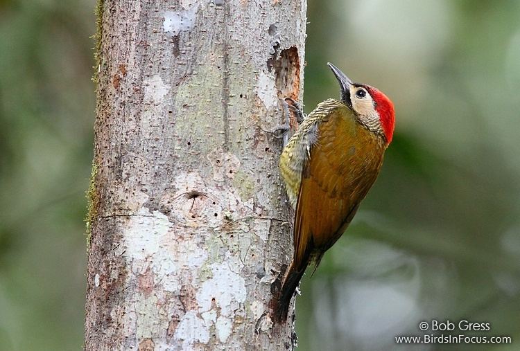 Golden-olive woodpecker Birds in Focus Goldenolive Woodpecker