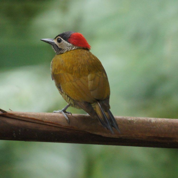 Golden-olive woodpecker FileGoldenOlive Woodpecker 5535417527jpg Wikimedia Commons