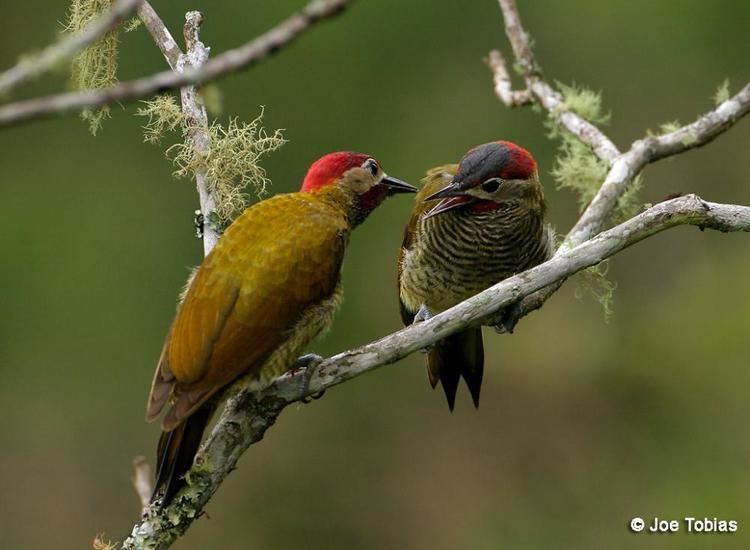 Golden-olive woodpecker Goldenolive Woodpecker Colaptes rubiginosus videos photos and