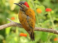 Golden-olive woodpecker httpsuploadwikimediaorgwikipediacommonsthu