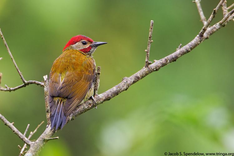 Golden-olive woodpecker Goldenolive Woodpecker 1