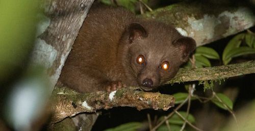 Golden palm civet The golden palm civet is the only civet that is found exclusively in