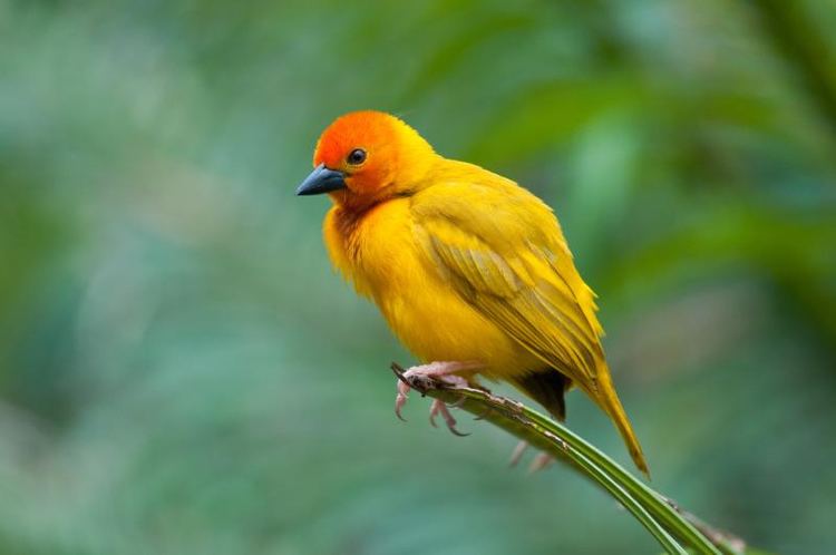 Golden palm weaver - Alchetron, The Free Social Encyclopedia