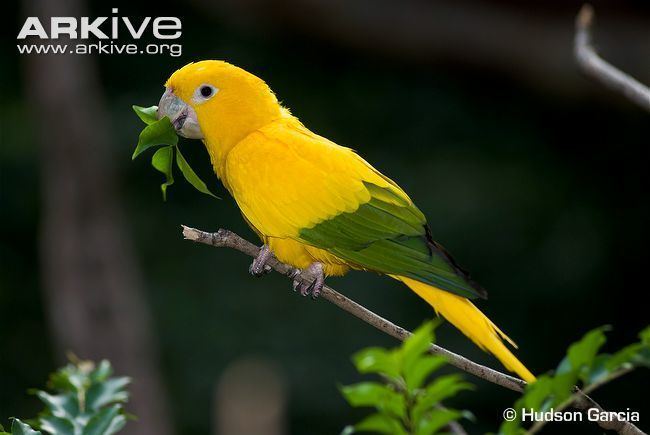 Golden parakeet Golden parakeet videos photos and facts Guaruba guarouba ARKive