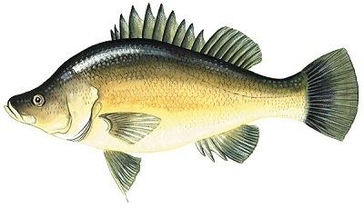 Golden perch Golden perch Freshwater Scale Fish Catch limits and closed