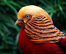Golden pheasant httpsuploadwikimediaorgwikipediacommonsthu