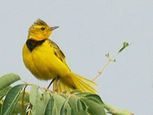 Golden pipit httpsuploadwikimediaorgwikipediacommonsthu