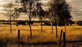 Golden Plains Shire httpsuploadwikimediaorgwikipediacommonsthu