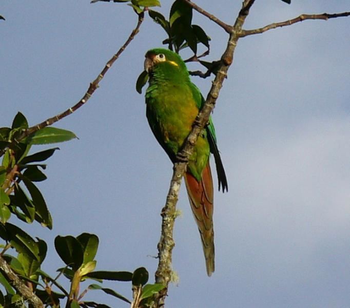 Golden-plumed parakeet wwwworldlandtrustorgsitesfilesgoldenplumedp