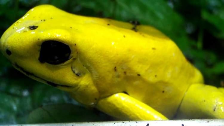 Golden poison frog Golden Poison Dart Frog YouTube