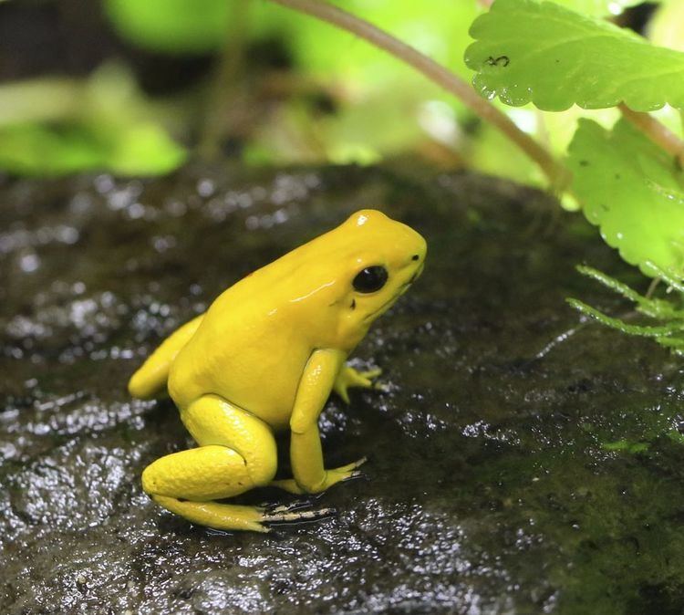 Golden poison frog Golden Poison Dart Frogs Golden Poison Dart Frog Pictures Golden