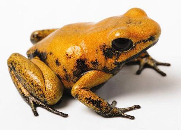 Golden poison frog Aquarium of the Pacific Online Learning Center Golden Poison