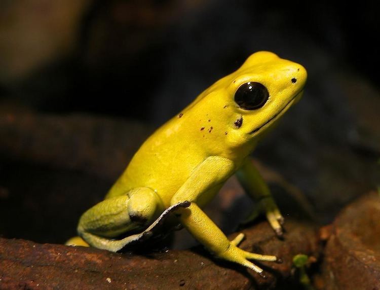 Golden poison frog httpsuploadwikimediaorgwikipediacommons66
