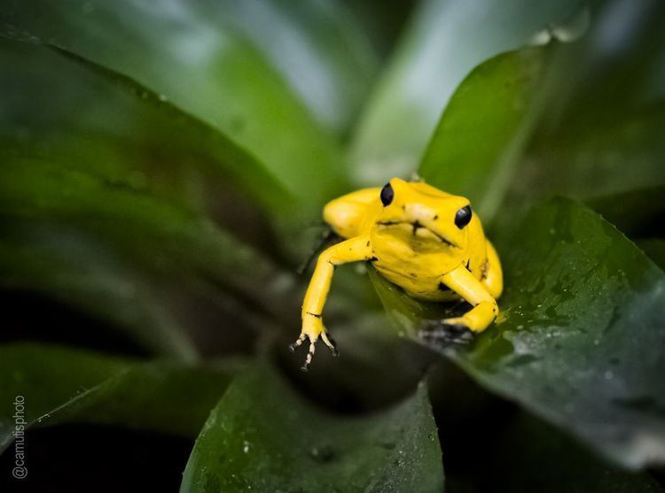 Golden poison frog Golden Poison Dart Frogs Golden Poison Dart Frog Pictures Golden