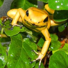 Golden poison frog Golden poison frog Wikipedia