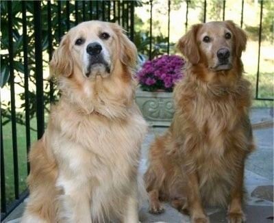 Golden Retriever Golden Retriever Dog Breed Information and Pictures