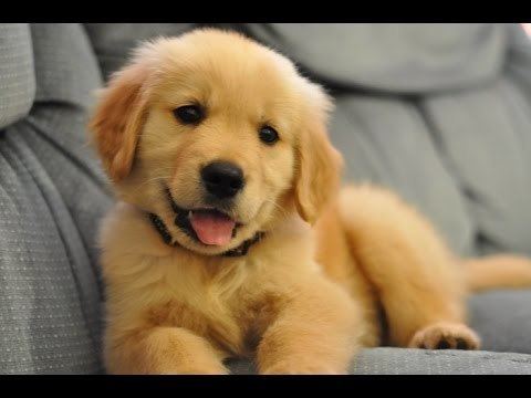 Golden Retriever Best Of Cute Golden Retriever Puppies Compilation YouTube