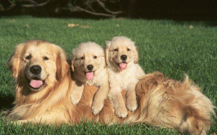 Golden Retriever Golden Retriever Dog Breed Information American Kennel Club