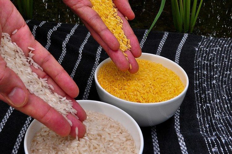Golden rice Golden rice Wikipedia