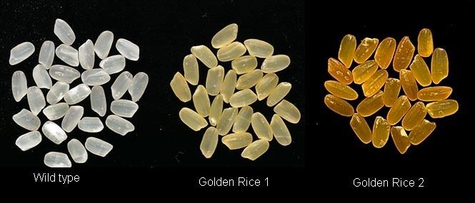 Golden rice The science behind Golden Rice