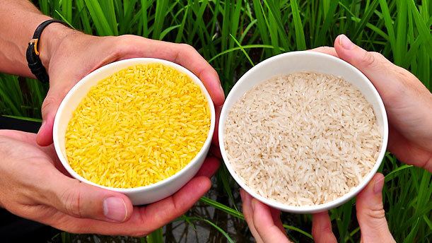 Golden rice The Case for Golden Rice Allow Golden Rice Now