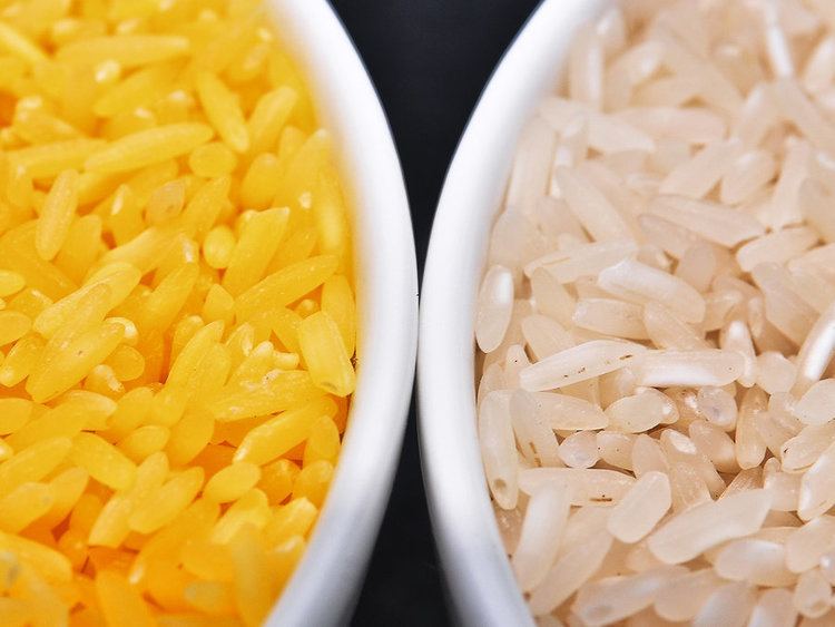 Golden rice In A Grain Of Golden Rice A World Of Controversy Over GMO Foods