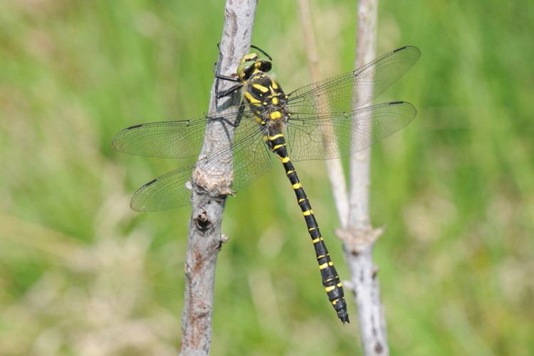 Golden-ringed dragonfly wwwdragonflyimagescoukcommunities20040068